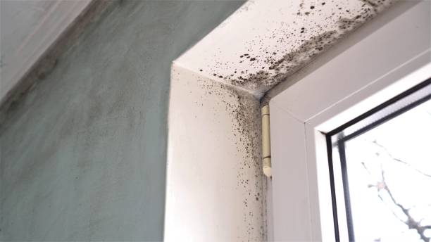 Best Home Mold Removal  in West Pensacola, FL