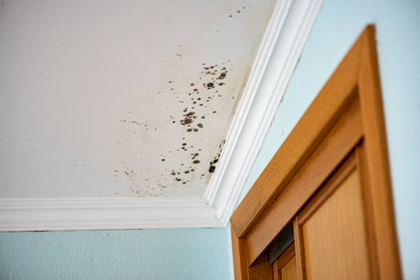 Best Commercial Mold Removal  in West Pensacola, FL