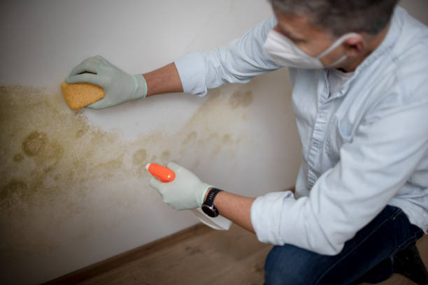 Best Professional Mold Removal  in West Pensacola, FL