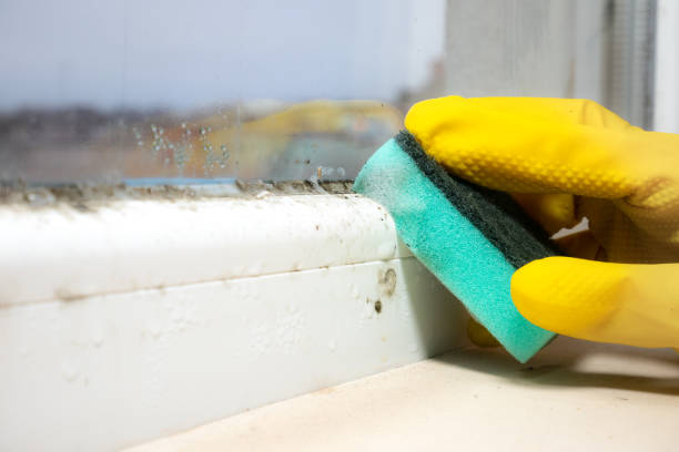 Best Commercial Mold Removal  in West Pensacola, FL