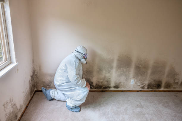 Best Office Mold Removal Services  in West Pensacola, FL