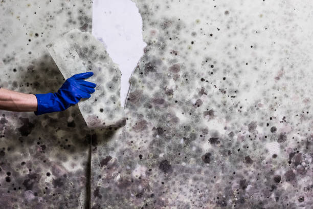 Best Commercial Mold Removal  in West Pensacola, FL