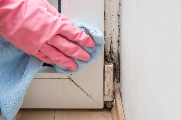 Best Mold Removal Company Near Me  in West Pensacola, FL