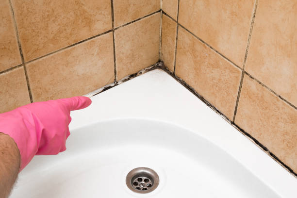 Best Residential Mold Removal  in West Pensacola, FL